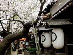 樹齢１１０年のソメイヨシノ・新庄村のがいせん桜