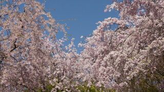 京都・遅咲きの桜を愛でる旅　2日目：　観光地図にない穴場・原谷苑はしだれ桜が満開でまさに桃源郷！　仁和寺の御室桜も満開でテンションアップ！