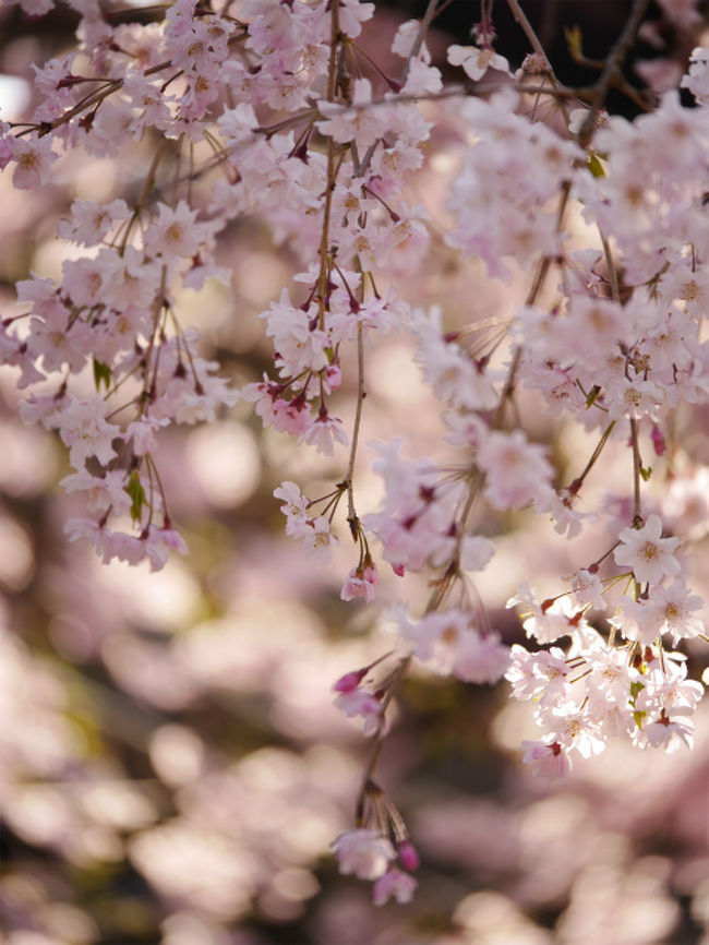 大阪で仕事の後、京都を訪れました。今年は桜を見る時間もなく、京都のソメイヨシノは終わってしまっているものの、京都にはその後楽しめる桜の名所がまだまだありました。<br />友達と待ち合わせをして、久々の嵯峨野へ。翌日は仁和寺から龍安寺を巡り春の京都を楽しみました。<br />