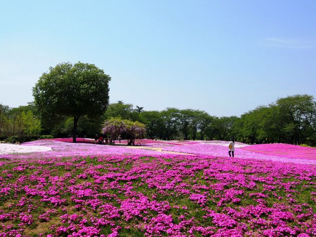 今年最後に桜が見たい･･･。今の時期に見頃を迎える、東北の桜は<br />ちょっぴり遠すぎて金銭的＆スケジュール的にも厳しいけど･･･<br />締めの桜をタイミングを見計らって見に行こう！それは３月終わりから<br />ず〜と考えていました。実は私には憧れている「桜風景」があるんです。<br /><br />「富士山と新名庄川の桜並木」自分のスケジュールと＆桜の開花状況が<br />(７分咲きらしいが･･･）どうにか重なった本日、いざ忍野八海へ!!<br /><br />･･･と盛り上がりましたが、どうやらお天気の方が怪しいらしい。<br />晴れだけど、雲も多そう。富士山が見えなければ、ただの川沿いの桜。<br />「カケ」に出るには、少々リスクがあるような･･･(苦笑)<br /><br />それならば、いっそ今が見頃だと言う長野の「小諸懐古園」に行こう！<br />ここなら確実に満開の桜が見れて、しかも桜百選。お天気も晴れ予報だし。<br /><br />交通費を安く済ませる為に、高速バスで出掛けたい。しかし前日の夜だと<br />ネット上では「バス予約」は出来無いらしく･･･新幹線だと交通費が高い。<br />では鈍行は？小淵沢から30駅だと〜。遠いい。それにお金もそこそこする。<br /><br />･･･さくら　さくら　やよいの空は　見わたす限り〜♪<br /><br />この際、桜の事はキッパリ忘れて「群馬・館林」なんてどうだろう？<br />それならば、我が家からの交通費も千円ちょっとだし、時間も１時間半程度。<br /><br />数年前に足利に「藤」を見に行った時から、次は「館林」のツツジを見たいと<br />思っていたんです。ついでに狸で有名な「茂林寺」を見たらどう？<br />芝桜も見頃を迎えているみたい。「館林･花巡り」今がベストな時期じゃない？<br /><br />当日の朝まで出掛けるかどうか悩んだけど･･･全てまとめて出掛けて来ました。<br />狸寺を満喫し、芝桜を堪能し、ツツジに感動した「花の街・館林」の旅。<br />暑い〜中、かなり歩きまわりました。前後編でご紹介したいと思います。