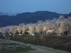 馬見ヶ崎川の桜