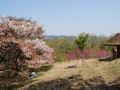 新緑と八重桜の美の山ハイキング①寄居～親鼻～花の森(美の山山頂付近)