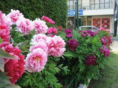 ’１４　ＧＷ東武東上線さんぽ２　東松山駅 箭弓稲荷神社ぼたん園と市内散策