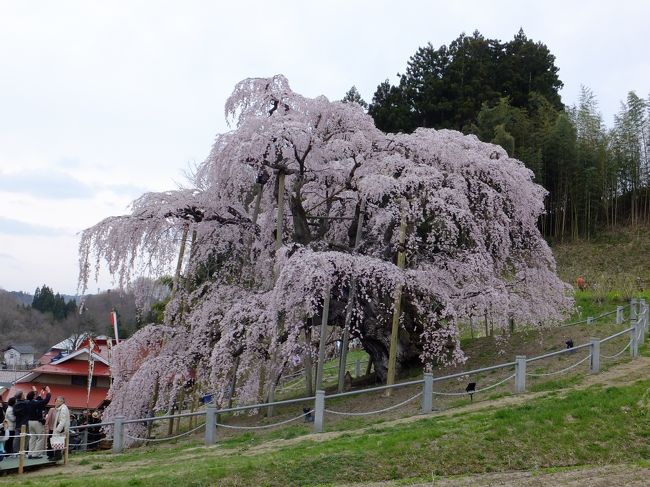 毎年行ってみたかった、福島県三春町にある三春滝桜。<br />毎年毎年、三春滝桜が開花する頃は予定が合わずに行けなかった。<br />が、今年は予定と開花がバッチリ！<br />近くの桜は見逃してしまったから、今年最初で最後のお花見となりました。<br /><br />それにしても、人がたくさんいたよー