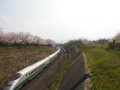 斎藤茂吉記念館の桜（通称・御幸公園）