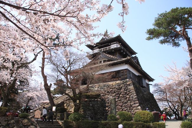　桜の季節ということでちょっと足を伸ばして丸岡城へ。このお城は国の重要文化財にして日本さくら名所100選の一つ。外周を10分程度で一周できるぐらい小さいが周辺には300本近くの桜が植えられている。<br /><br />　天候は晴れ、気温はちょうどよく、桜も満開。今年のコンディションは最高で春の心地よさを感じることができた。