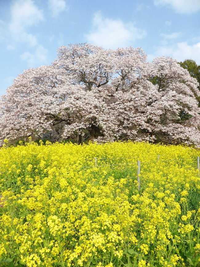 ソメイヨシノからやや遅れて満開になる山桜。<br />千葉県印西市の大桜が満開とのことで十数年ぶり？に見に行ってきました♪
