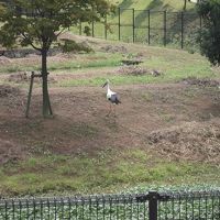 鳥旅：コウノトリさんを求めて豊岡へ①！