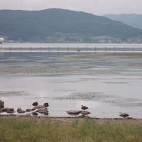 早秋の諏訪湖①（カルガモさんと間欠泉・編）！