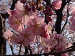 山形の桜は今が見頃 前編