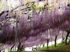 ゴールデンウィーク頃が見頃の　千財農園（せんざいのうえん）　フジの花を観賞