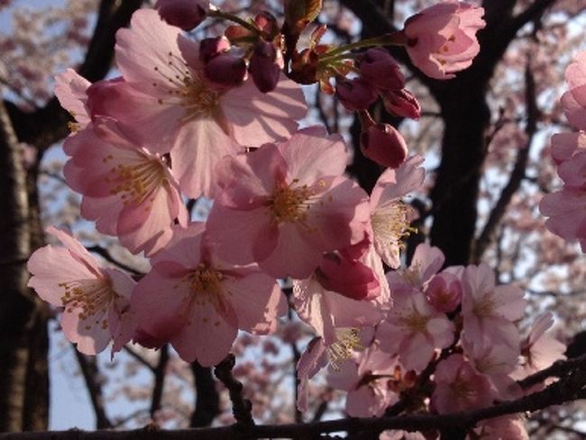 山形赤湯お花見スケジュール<br /><br />8時 烏帽子山公園<br /><br />9時 高畠ワイナリー<br /><br />9時50分 スモークハウスファイン<br /><br />10時 瀧波日帰り入浴<br /><br />11時10分 龍上海<br /><br />