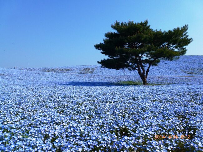 2014 ブルーの幻想的世界となった国営ひたち海浜公園のネモフィラ