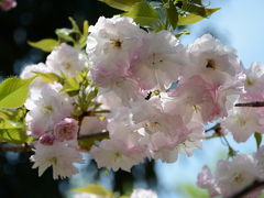 佐野造園の桜！2014年