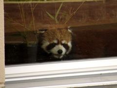 ＧＷレッサーパンダ紀行【３】 福知山市動物園　レッサー初見参！！ 施設はＯＫ、心配は餌の投げ入れ！？ 一足早くキャラ君に会えました