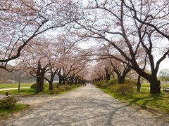 岩手県北上市　展勝地の桜　三分咲き　