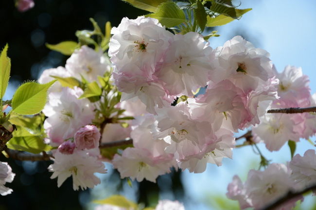 佐野造園さんの桜です　4月19日の撮影<br />佐野造園さんは桜守　佐野さんの個人宅ですが<br />日本国中から佐野さんが気に入った八重桜を集めて一般公開されいます。<br />入場料とかはありませんが個人宅ですので駐車場も狭くせいぜい3台ぐらいのスペースしかありません。<br />バスは山越方面行きに乗りほとんど終点に近いです。<br />目印は、広沢池か印空寺が地図上では探しやすいですね。<br />佐野造園さんにはもちろん一重に桜もありますが八重桜が多いため<br />桜の時期を少し過ぎたあたりに見頃を迎えます。