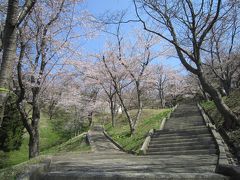 秋田の桜はどうかな？　母を訪ねて春の旅　その２　～八郎潟東部隣接地域の桜～