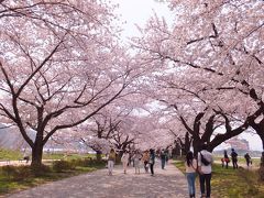 岩手県北上市　展勝地の桜　満開