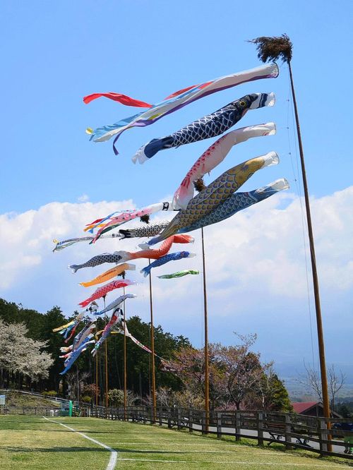 たっきぃ Takky | 世間はGW突入ですがまだあるの桜🌸 ・ 福井県