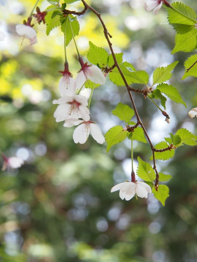 近所の桜はすっかり散ってしまいましたが田貫湖の桜は見頃とのことで桜見物がてら長者ヶ岳に行ってみました。<br />ついでにきれいになった白糸の滝にも行ってみようとのんびりハイキングです。