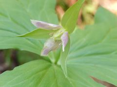 新緑の美の山ハイキング③山野草観察