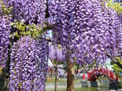 次々と見頃を迎える花を愛でに：亀戸天神の藤と根津神社のつつじ