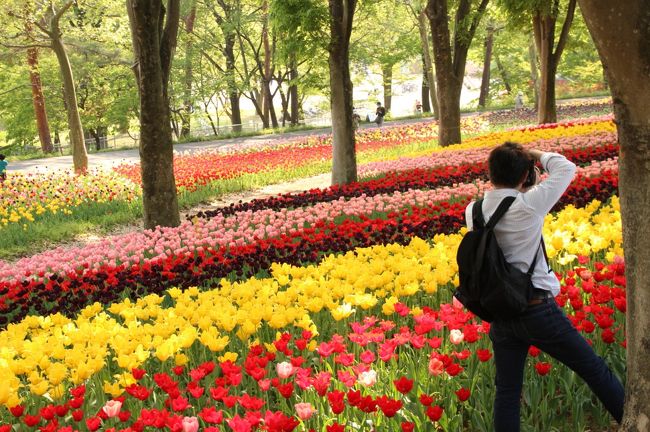 チューリップ、チューリップ、らんらんらん@<br />お天気にも恵まれて、森林公園のチューリップはいまがまさに満開の見頃！<br /><br />チューリップを見ているとほのぼのした気分になれますが、森林公園のチューリップを前にすると、ことさら童心に返る気分がします。<br />それはきっと、チューリップらしいシンプルなチューリップに、シンプルな配置のデザインが、幼児に見せたくなるような可愛らしさ抜群だからでしょう@<br /><br />森林公園のチューリップは、森林公園駅からサイクリングで向かうと、そのコースのはじまりにある花壇から始まります。<br />都市緑化植物園の花壇のチューリップは先週の４月20日にチューリップ彫りのイベントがあったので終わってしまいましたが、ハイライトはやっぱり公園・庭園樹園の林の下のチューリップ・ガーデンです！<br />そしてラストは、中央口の噴水前のチューリップ花壇@<br />中央口にもチューリップ花壇があることは、今回初めて知りました。<br /><br />ハイライトのチューリップ・ガーデンは、今年で３度目になりますが、１度目はすばらしかったのに対して、２度目は少し迫力ダウンしてしまったので、今年はどうなるのか少し心配していました。<br />ひと足早く出かけたコクリコさんの旅行記から、十分期待できると思ったけれど、その後、暖かい日が続いたので、チューリップがチューリップらしくなく開き切ってしまっていないかが心配でした。<br /><br />いやはや、それは思いっきりいらぬ心配ですみました！！<br />チューリップ・ガーデンはこれまでの中で一番見事に咲きそろっていました。<br /><br />本日は、また60mmの単焦点マクロレンズ一本で森林公園にチャレンジしようと思いました。<br />広角ズームレンズに慣れていると、60mmの単焦点レンズは画角が狭くて、不自由に感じますが、それでもこれならと思える写真をゲットしようとチャレンジする楽しさと、マクロレンズの肉眼では得られない世界が楽しいからです。<br />でも、念のために18-270mmの広角ズームレンズと70-300mmの望遠レンズも持参しました。<br />はじめのうちはマクロレンズ一本でチャレンジできたのですが、野草コースでは柵から離れた花を狙うため、望遠レンズを使いました。<br />今日はマクロレンズにこだわるよりも、撮りたいものを撮る方を優先させたわけです。<br />野草コースで無理してマクロレンズで撮ろうと思わなくなったので、チューリップ・ガーデンでは思う存分広角ズームレンズで撮りました。<br /><br />＜チューリップを求めて出かけた森林公園の旅行記のシリーズ構成＞<br />■（前編）見応えたっぷりのほのぼの虹色チューリップに童心に返る@<br />□（後編）新緑の中のヤマツツジと盛春の野花は大人のたしなみ！？<br /><br />国営武蔵丘陵森林公園の公式サイト<br />http://www.shinrin-koen.go.jp/<br /><br />＜タイムメモ＞<br />09:10頃　家を出る<br />09:50頃　森林公園駅に到着<br />10:05〜11:05　駅前サイクリングコース（2.9km）<br />11:05　森林公園に到着<br />11:45〜14:00　野草コース（ランチ休憩込み）<br />14:45〜16:00　公園・庭園樹園のチューリップ・ガーデン<br />16:00〜16:40　フデリンドウを求めて紅黄葉樹園を散策<br />16:50　中央口から森林公園を出る<br /><br />＜これまでの森林公園のチューリップ旅行記＞<br />2013年４月20日<br />「チューリップめざして新緑麗しい森林公園へ（後編）森林公園の２度目のチューリップ・ガーデン〜今年はどんな風に撮ろうかしら」<br />http://4travel.jp/travelogue/10768388<br />2012年４月21日<br />「チューリップとマムシグサを求めて新緑の森林公園へ（後編）昭和記念公園とはまた違った、心が和むチューリップ・ガーデン」<br />http://4travel.jp/travelogue/10663803/<br /><br />森林公園の旅行記の目次を作成しました。<br />「花と自然紀行〜武蔵丘陵 森林公園〜目次」<br />http://4travel.jp/travelogue/10866790<br />