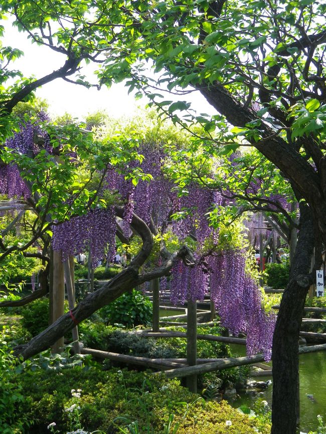 桜が終わり、藤の花が季節を彩り始めています。<br />藤の花咲く亀戸天神へ行ってきました。