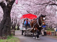 いわて花めぐり(1)　北上展勝地その１