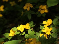 チューリップを求めて新緑輝く森林公園へ（後編）新緑の中のヤマツツジと盛春の野花は大人のたしなみ！？