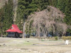 秋田の桜はどうかな？　母を訪ねて春の旅　その３　～秋田県南内陸地域～