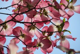 2014春、桜からハナミズキ・藤の花(1/5)：名古屋市農業センター、針名神社