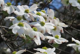 2014春、桜からハナミズキ・藤の花(4/5)：秋葉山、天白川、八重桜、ハナミズキ、藤の花