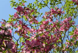 2014春、桜からハナミズキ・藤の花(5/5)：天白川、平針地区、ハナミズキ、ツツジ