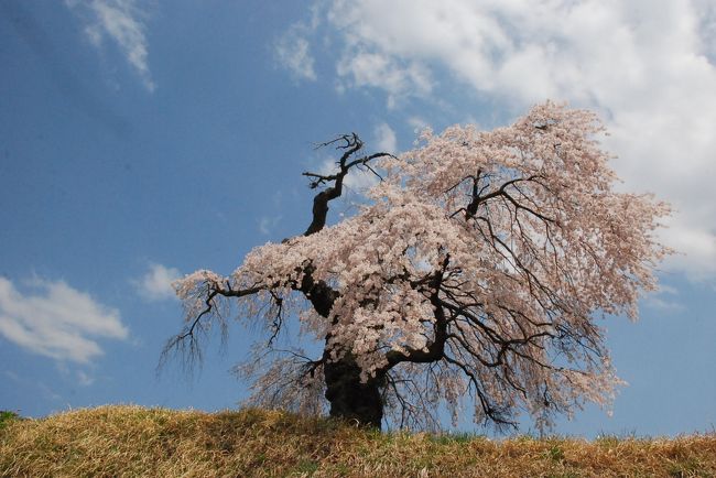 中央線信濃境は長野県の入口にあり、しだれ桜の名木を４本も見ることができます。<br /><br />里山を歩いていくと、しだれ桜やハナモモが色鮮やかに咲き乱れ、残雪の甲斐駒ヶ岳や八ヶ岳とあわせ、美しい風景が見られます。<br />通常３時間コースですが、写真を撮りながら５時間かけて歩きました。