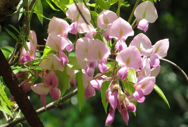 2014春、桜からハナミズキ・藤の花(3/5)：秋葉山、八重桜の落花、藤の花