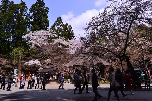 　今回の旅行においては、岩手在住のfuzzさんから桜情報をいただき、スケジュールを組みました。<br />　当初は盛岡周辺を歩く予定でしたが、fuzzさん情報では盛岡以北はまだ固い蕾、ということで急遽平泉を目指しました。<br />　サリーマンスタートの５年間、円熟の５年間そして最後の４年間、東北６県とは仕事で深く濃く関わってきましたが、岩手県だけは不思議と縁がなく、単なる通過する県でした。今回は岩手を知る絶好の機会となりました。<br />　平泉は過去２〜３回来たことはありますが、金色堂しか記憶にない程度です。詳しい情報がなくても平泉にも桜は咲いているだろうし、それも満開に近い筈、せっかくの機会だから世界遺産をくまなく回ろうと、平泉を観光してきました。<br />　まずは、平泉駅から中尊寺通りを通って金色堂までです。