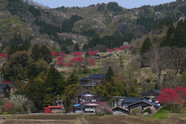 柏崎青海川の山側にある、小さな水源の里、谷根。<br /><br />春の花が咲き乱れ、聞こえてくるのは鶯の声。<br /><br />山桜は散り始めていましたが、思った通りの景色。<br /><br />何人かの人がお花見を楽しんでいました。<br /><br />春、夏、秋、冬　とその時々の景色がすばらしい場所だと思いました。<br /><br />こんどは水田に水が張られる頃、また訪ねてみようと思います。<br /><br /><br /><br /><br /><br /><br /><br /><br />