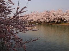 東北三大桜。一気に周っちゃいました。