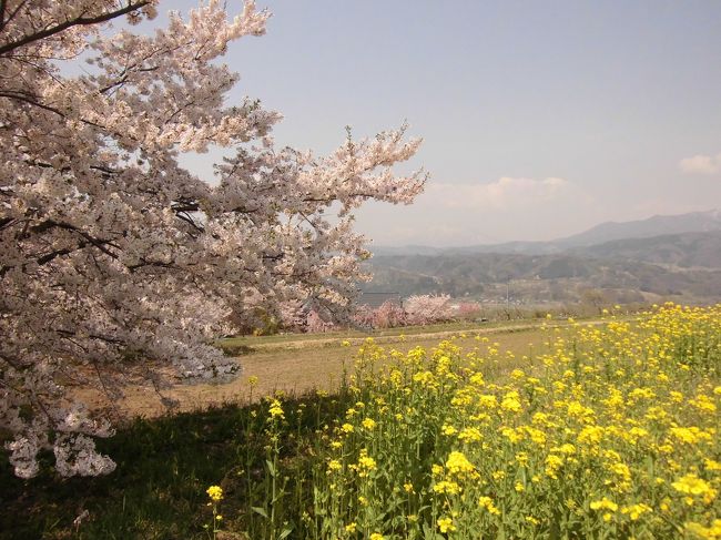 毎年ゴールデンウイーク期間は当然混み合うのが必至なので、旅の計画は立てずにいたのですが今年はどういう訳かGW初日から春爛漫であろう信州へ旅してみたくなり一拍二日の日程で出掛けてみることになりました。<br />芝桜、桜、桃、藤とGWの信州路は花々のコラボレーション真っ只中!<br />旅の二日間は両日とも好天に恵まれ、花紀行にはうってつけでした。<br />GWは始まったばかり、計画中の方の参考になれば幸いです。