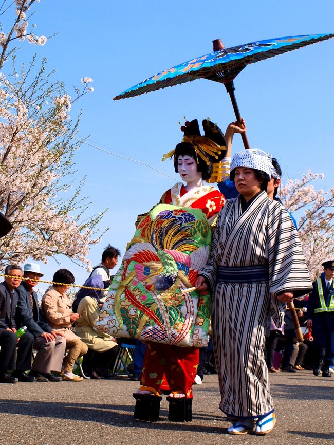 　満開の桜並木をねり歩く「おいらん道中」( http://tsubame-kankou.jp/event/oiran/index.html )が、行われ出かけてきました。信濃川右岸道路を通り、燕市分水地区に向かい、駐車場(パナソニック電工新潟工場 http://naviniigata.com/0256-97-4411/ )にとめイベント会場のシャトルバスで地蔵堂会場行き、１２時からのおいらん道中を待ちました。道中見学後、再びシャトルバスで大河津分水に移動、２時からの道中を待ちながらお弁当をいただきました。<br /><br />　今年のおいらん道中は天候にも恵まれ桜も満開、最高のおいらん道中を楽しめました。