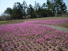 満開！（のはずだった）富士芝桜