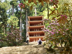 長谷寺（石楠花と牡丹） 　室生寺（石楠花）　岡寺（石楠花、牡丹、シャガ）