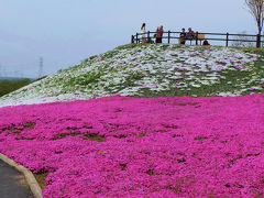 　芝桜　ネモフィラ咲いて　泳ぐ鯉のぼり 　　上　群馬県 太田市