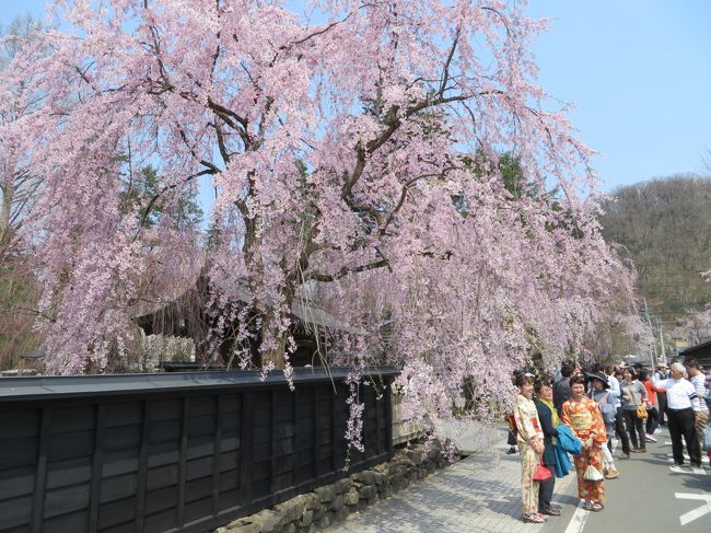 東北の桜の名所、角館と弘前に桜を鑑賞に行きました。<br /><br />今年は4月中旬から暖かい日が続き、角館でも5分咲きぐらい、弘前は完全に満開。<br />見ごたえがありました。<br /><br />東京　⇒　角館　⇒　秋田の前編です。