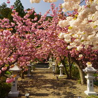 「軍師官兵衛」で人気の木之本でまさかのサクラの花見！滋賀の桜　２０１４年　③