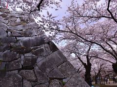 いわて花めぐり(4)   盛岡城の桜