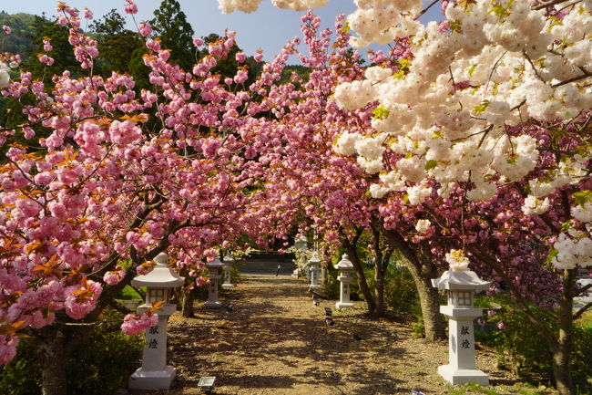 午前中に京都の花巡りを楽しみました。そしてやってきたのは、滋賀県の木之本です。山本山のおばあちゃんことオオワシさんで、今年何回か通った木之本です。<br />「風に吹かれて旅人さん」の旅行記で知った、伊香具神社の桜！地元の方だけのとっておきの場所。満開です。八重桜にこだわった長さ１００ｍほどの桜の参道です。情報も少なくて開花情報もあまりわかりません。<br />今年は、見に行くのに出遅れた桜でしたが、取り戻そうとまだまだ桜の追っかけをしています。<br />木之本は、「軍師官兵衛」で盛り上がっています。どうしても姫路方面に行ってしまいそうですが、こちら方面にも足を延ばしてください。<br /><br />この日は、長岡天満宮→乙訓寺→松尾大社→ 伊香具神社→木之本と走っています。旅行記も三部作になりました。よろしければ、ごらんください。<br /><br />見返り天神さんのキリシマツツジは満開！今年も京都の花巡り　２０１４年　①<br />http://4travel.jp/travelogue/10880812<br /><br />山吹色に包まれたお酒の神様、松尾大社！　今年も京都の花巡り　２０１４年　②<br />http://4travel.jp/travelogue/10880832<br />この日の旅行記です。よろしければ見てください。