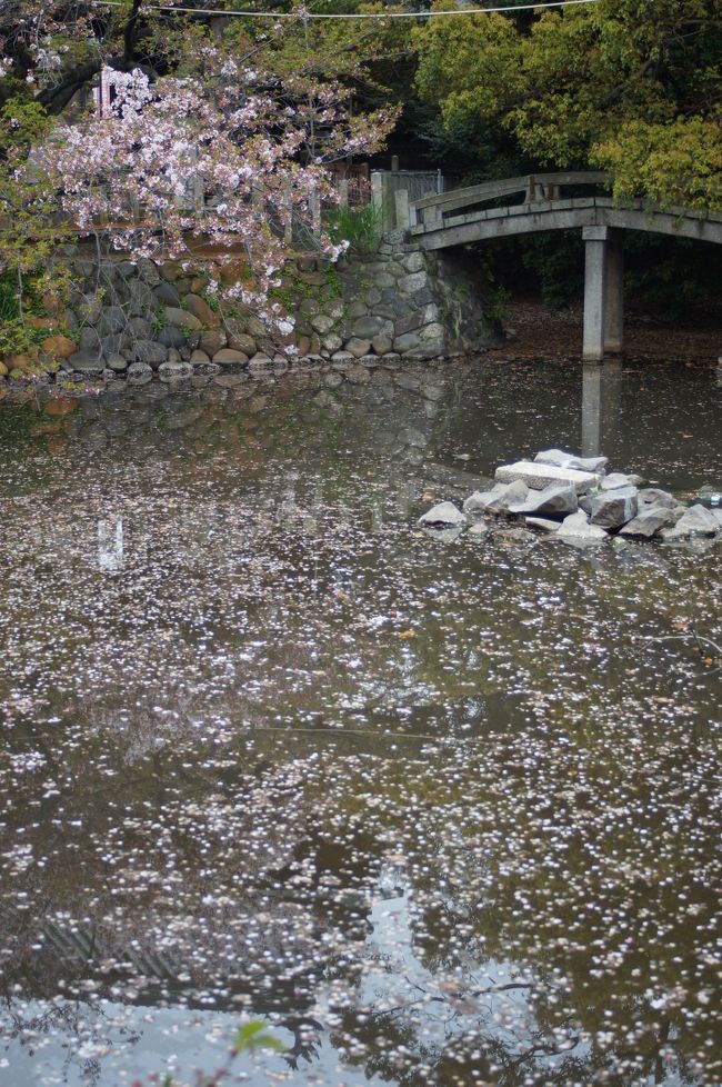 昨日は今年最後の桜を求め高遠まで脚を伸ばしてみた。<br />蕾んだ桜の後方に連なる雪のアルプスは日常の風景にはない。<br />うっかりし画像に残せず悔やまれるだけにあのインパクトは忘れない。<br /><br />もうこの地に居を構えて25年か。<br />単身赴任生活も既にその1/3になろう。<br />花見も帰省のタイミングであり今年も逃した。<br /><br />では本日は桜散りゆく地元笠寺観音を歩いてみよう。<br />通常であれば江戸に戻られならないのであるが今日は別。<br />明日から関西出張であり本宅でのんびりしていても善いのである。<br /><br />無風曇天。<br />池面に無数の花弁。<br />空を埋め尽くした後の終焉。<br />葉緑が役割を引き継ぐ作業は延々。<br /><br />なんて事を洒落ながらご挨拶を欠かさないお地蔵さん。<br />手水舎でいつも違った表情で出迎えられるのは気のせいか。<br />こうしてはいつも何の目的もなく境内をブラつくのが至極の時。<br />笠寺観音（天林山　笠覆寺）はややっぱり個人的には桜の名所である。<br /><br />いやはや桜には辛いものがある。